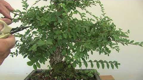 Pruning a Chinese Elm Bonsai 1