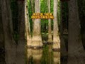 Explore America's Eerie Ancient Forest