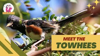 Bird Family Profile: Meet the Towhees