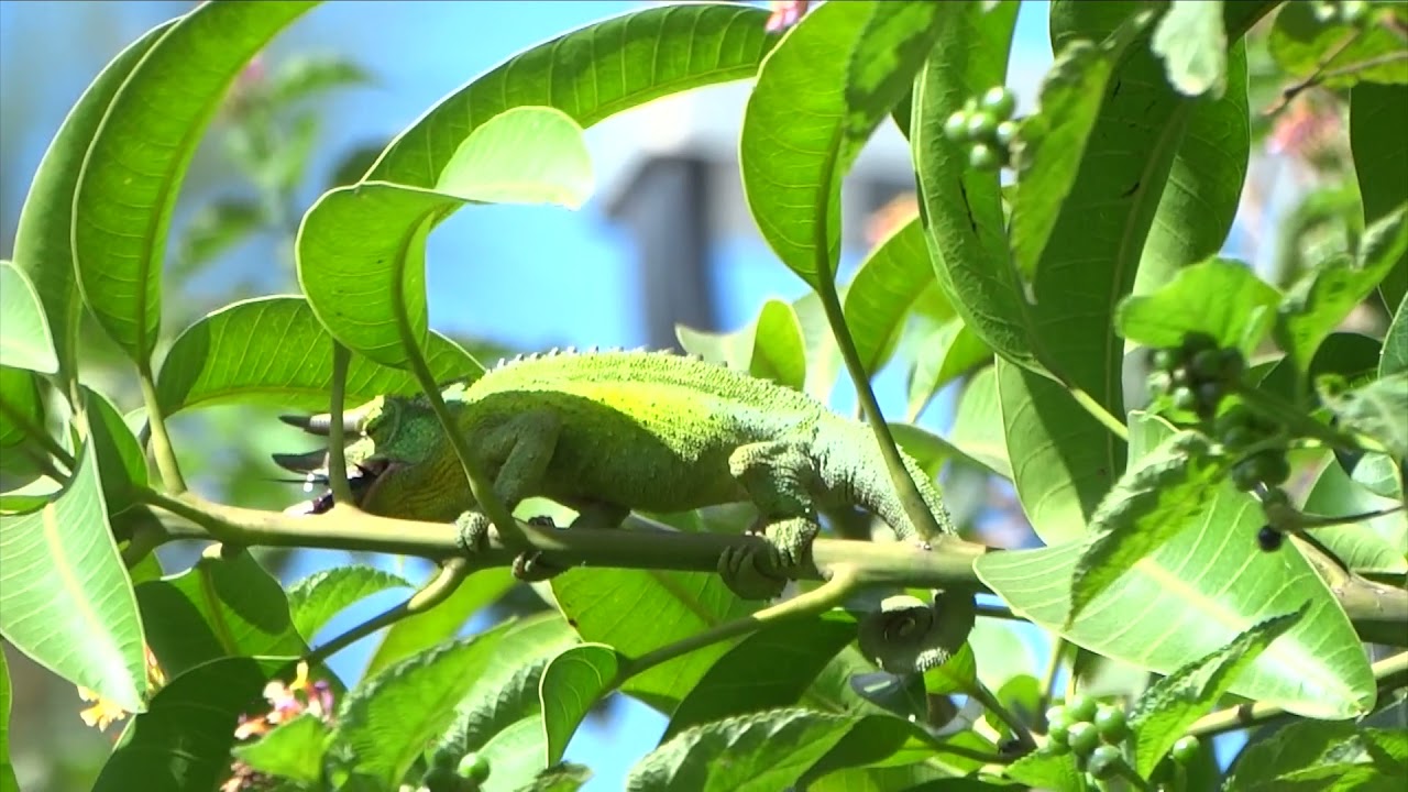 Chameleon"s Answered Prayer