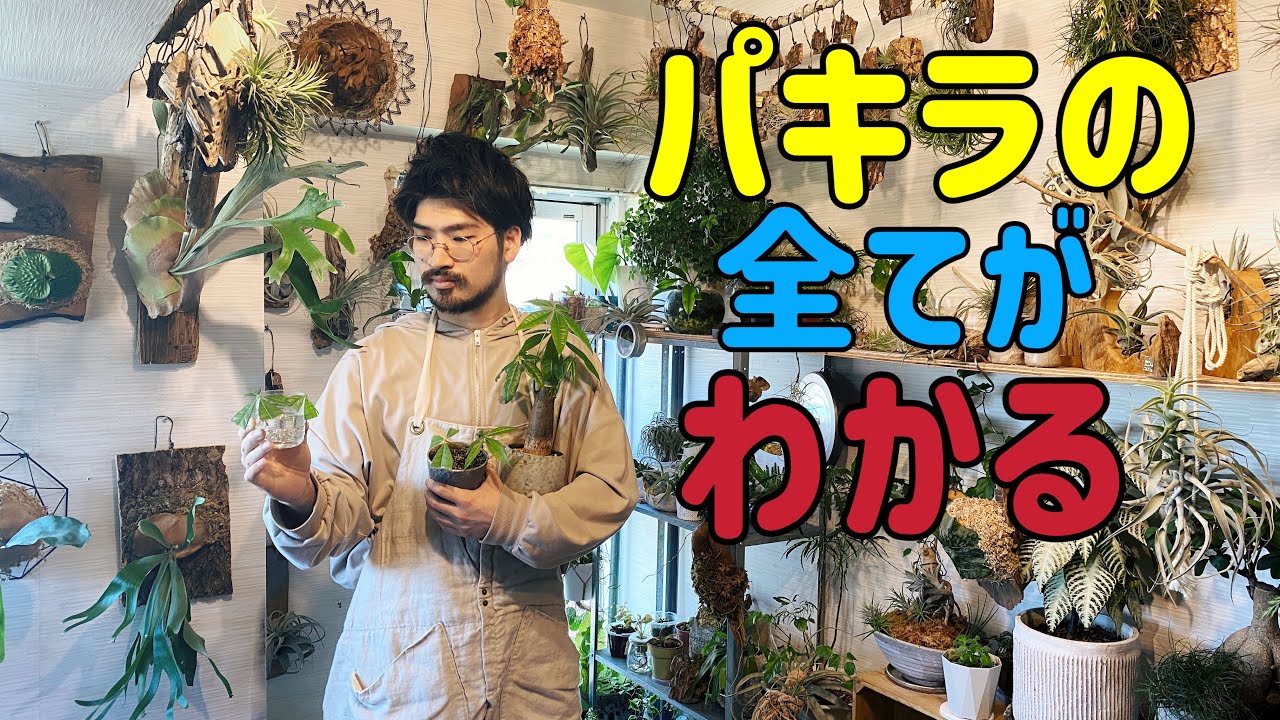 パキラの育て方・増やし方・実生と挿し木の見分け方・枯れる原因・選び方