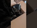 Kater im Karton #katze
