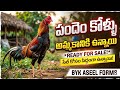 Bhimavaram Jathi Kollu Farming |జాతి కోళ్ల పెంపకం లాభం ఎంతో బ్యాంక్ స్టేట్మెంట్చూపిస్తా| #telugu 