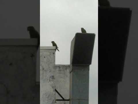 Ave Maracanã (Diopsittaca nobilis)