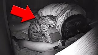 Guy Suspected His Cat and Installed a Camera. When He Watched the Video