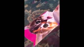 Meowing birthday card drives cats crazy