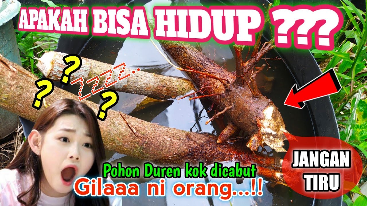 Moment PENcabuTAN Pohon Durian Tumbuh Liar, Anda tidak akan percaya