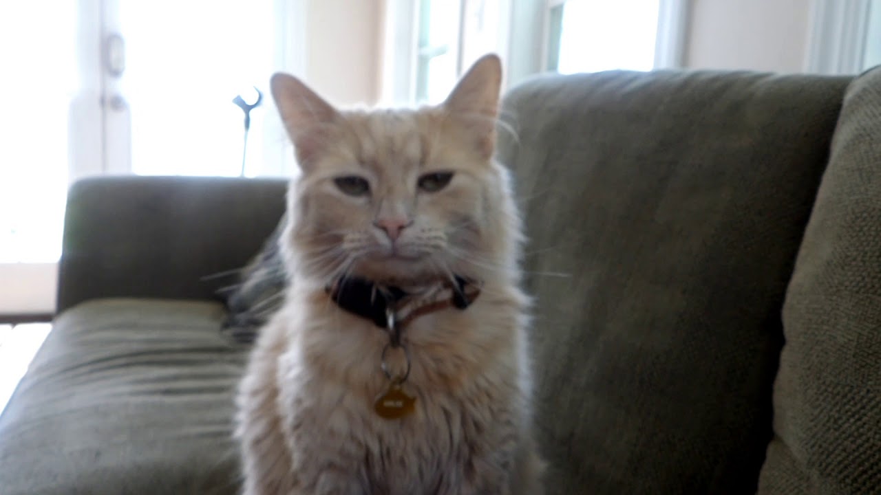 What Cats think of Human Shows! YouTube