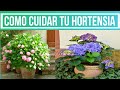 TODO SOBRE LOS CUIDADOS DE LA HORTENSIA, COMO REPRODUCIR HORTENSIA