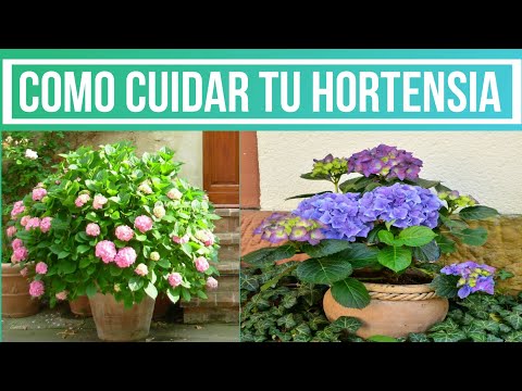 Video: Reglas Para Cuidar La Hortensia De La Habitación En Casa + Foto