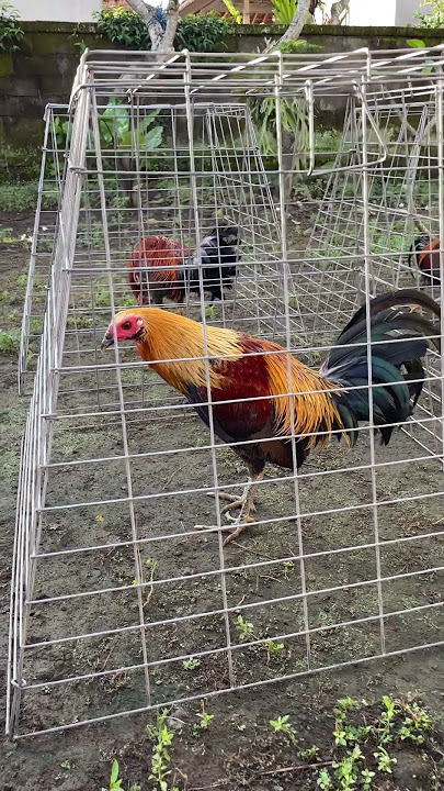 Ayam ganteng halus 😍