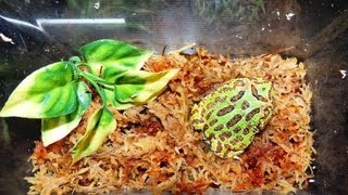 Pacman Frog Feeding/Cricket Prank