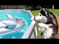 Shark In the Husky Pool!