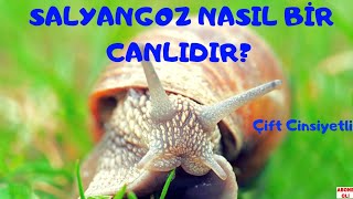 Salyangozlar Hakkında Bilgiler: Üreme, Beslenme, Salyangozların Gelmemesi İçin Ne Yapmalı?