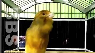 Canary Singing No.1,  Master Training Spectacular Video by NATURE WILDLIFE 157 views 1 year ago 12 minutes, 1 second