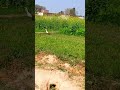 Simple Life in Punjab Village 🌾#PunjabVillage#SimpleLife#VillageLife#NatureViews#Countryside
