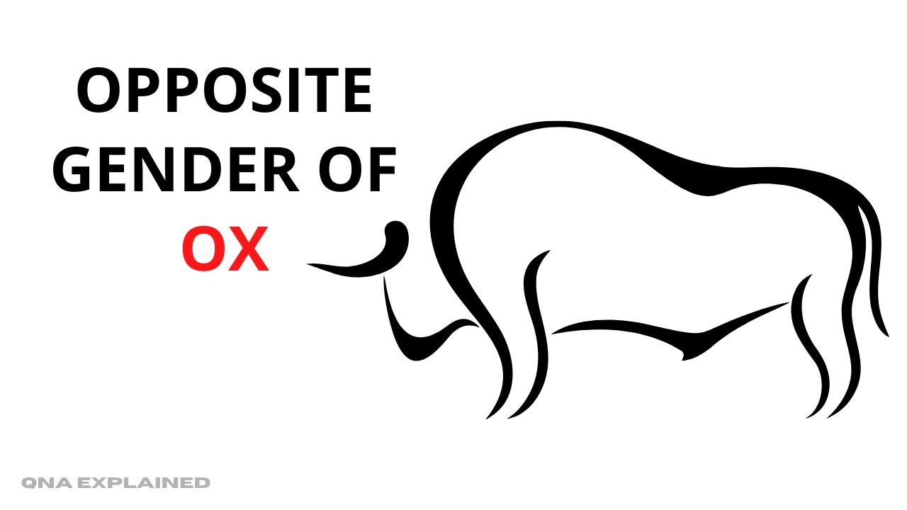 Opposite gender of ox? QnA Explained YouTube