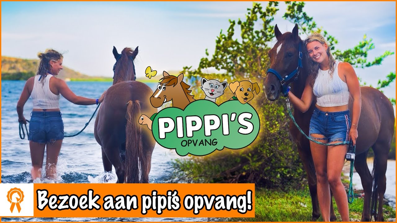 ONTMOET de PAARDEN die een 2e kans kregen op CURAÇAO!💕 | PaardenpraatTV