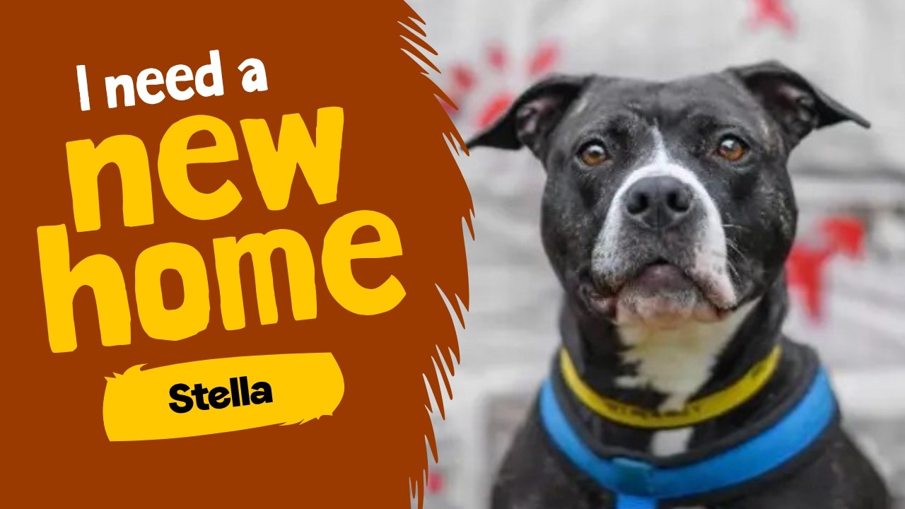 Stella video