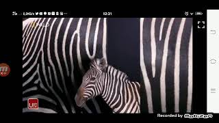 Nat Geo Wild Asia Ident From 2020