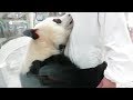 みんなの前に行って、かわいい姿を見せてから帰っていく♪ Return after I greet everyone. Very cute!!