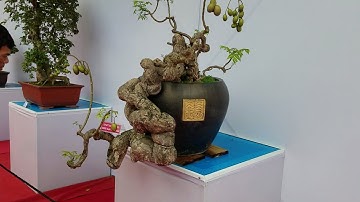 SH.1067.Tác phẩm Cóc quái thân khiến nhiều người trầm trồ tại triển lãm Yên Tử.