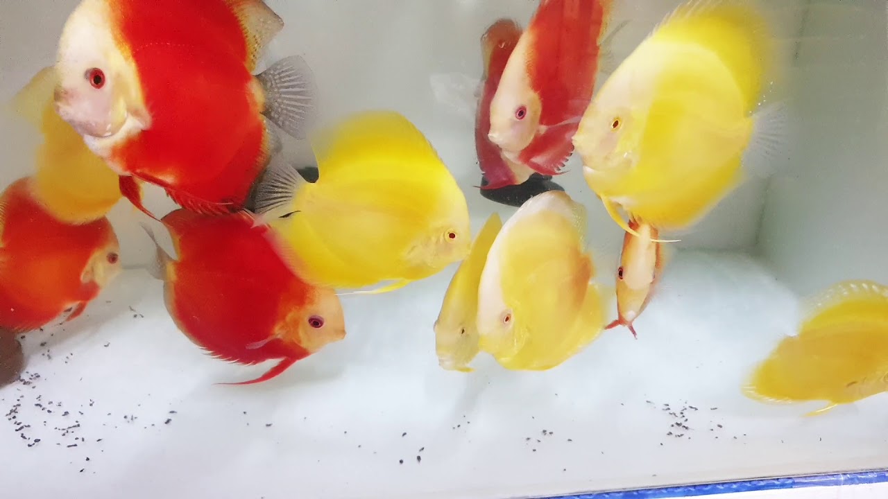Super red and albino yellow cover discus - YouTube