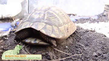 Können Schildkröten ihre Besitzer erkennen?
