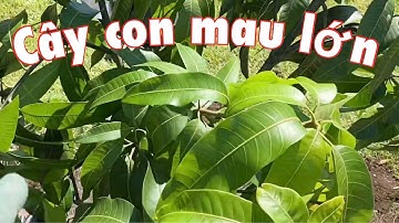 Cách trồng cây xoài ngọt vào mùa thu mau phát triển lại khoẻ mạnh và cách bảo vệ vào mùa đông