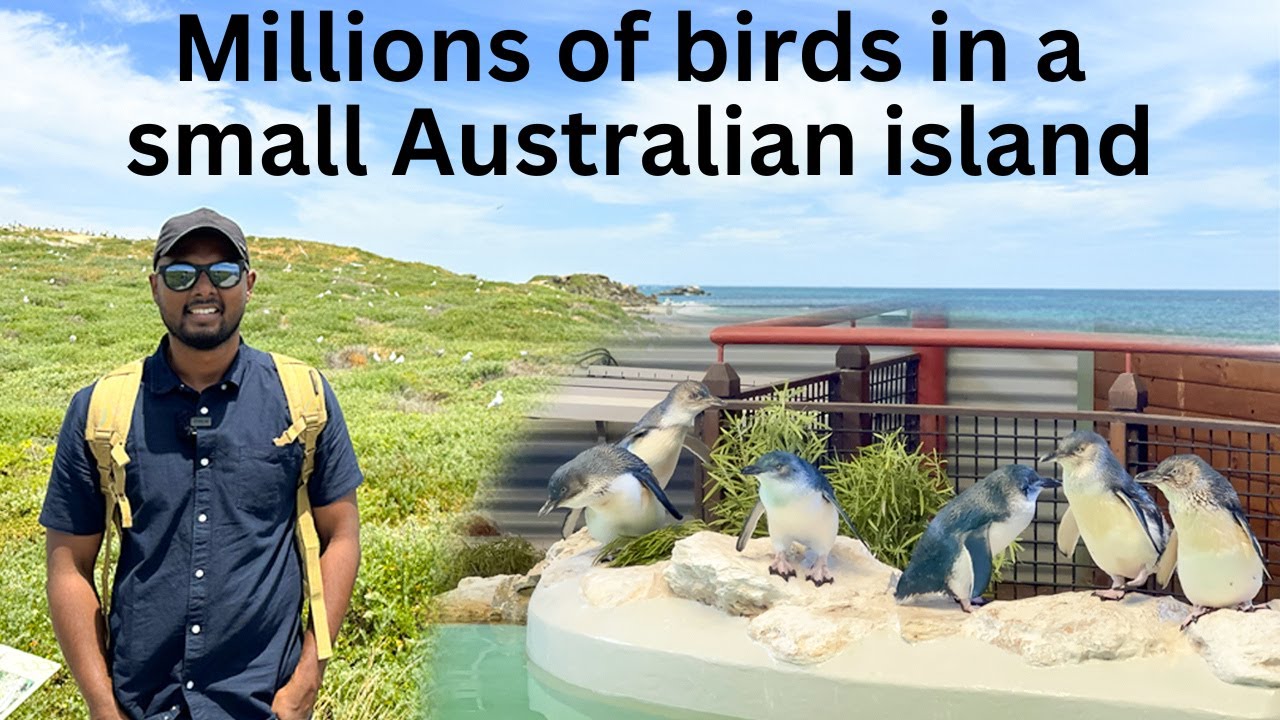 Australian Penguin Island Tour | Western Australia | The MAGnificent Show