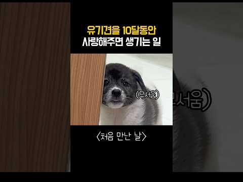 유기견을 10달동안 사랑해주면 생기는 일 #shorts thumbnail