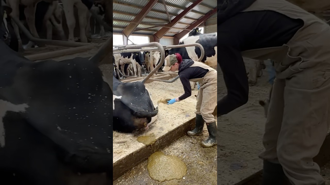 ✂️🐄 Cow Grooming 101 – Why Tail Trimming Actually Matters