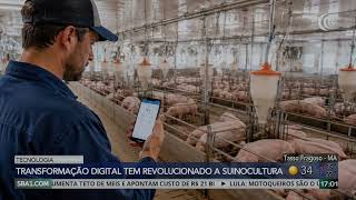 Transformação digital tem revolucionado a suinocultura