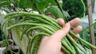 Cách trồng và chăm sóc đậu đũa trên sân thượng/Trồng rau sạch trên sân thượng/Đậu đũa