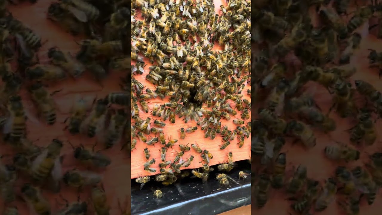 #beeharmony