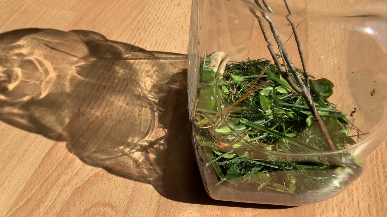 How to keep a grasshopper as a pet