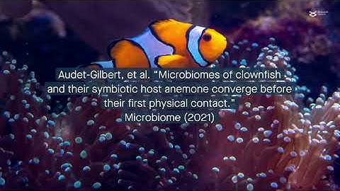 Remote control on the reef: Clownfish and anemone microbiomes converge without contact
