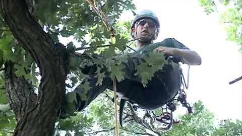 Champion tree climber ready to take on world