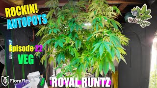 ROYAL RUNTZ Will Grow INSANE in Autopot System!