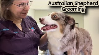Australian Shepherd Short Haircut. Khaleesi the Aussie is so cute with her blue eyes! by Grande Style Dog Grooming  901 views 1 month ago 42 minutes