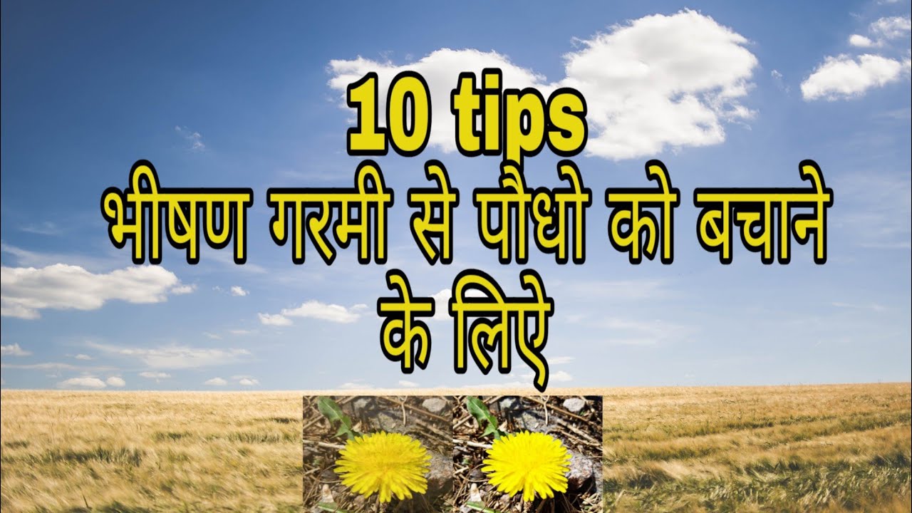 10 tips to save plants from extreme heat पौधो को भीषण गरमी से बचाने के