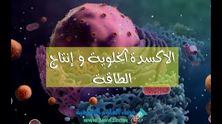 كيف تحدث الأكسدة الخلوية Cellular respiration و يُنتج الجسم الطاقة ؟