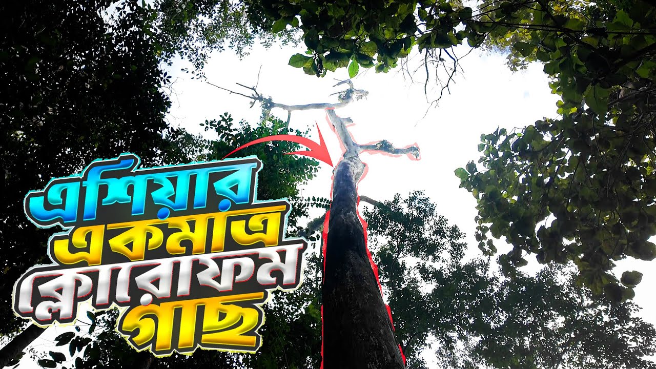 লাউয়াছড়ায় এশিয়া মহাদেশের একমাত্র ক্লোরোফম গাছ | Lawachora Jungle | Info Hunter