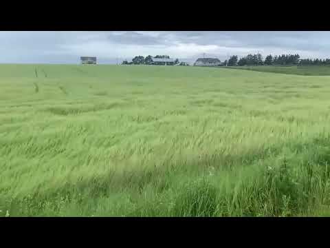 Who says Wheat can’t dance??? Dancing with the breeze #viral #video