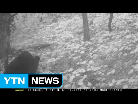 <strong>덕유산</strong> 일대에서 반달가슴곰 발견 / YTN