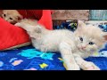 Kittens And The Acro Update!  2020-07-13
