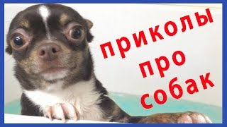 Приколы с моими собаками Смешное Видео про Масю и Тимку Приколы с моими собаками Смешное Видео про Масю и Тимку