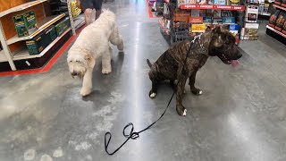 Taking Giant 6 Mos Presa Canario Puppy To Tractor Supply Do It Yourself Bath | Keon Johnson Nala