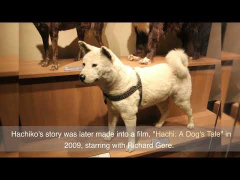 Video: Hachiko: un monumento a Tokyo. Monumenti al cane Hachiko in Giappone