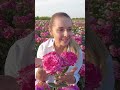 Плантации роз в Ташкенте.